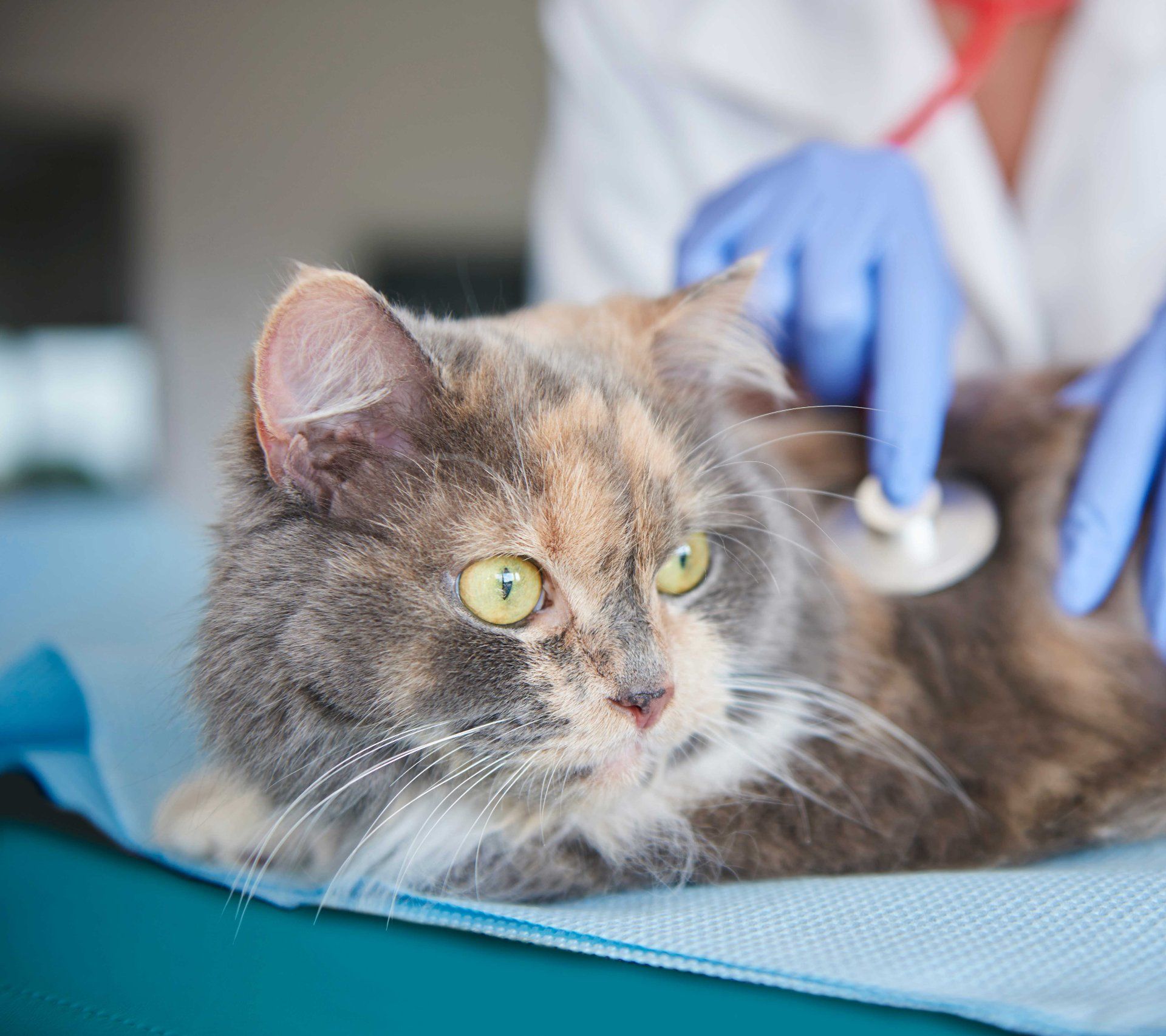 Bellus Clínica Veterinária