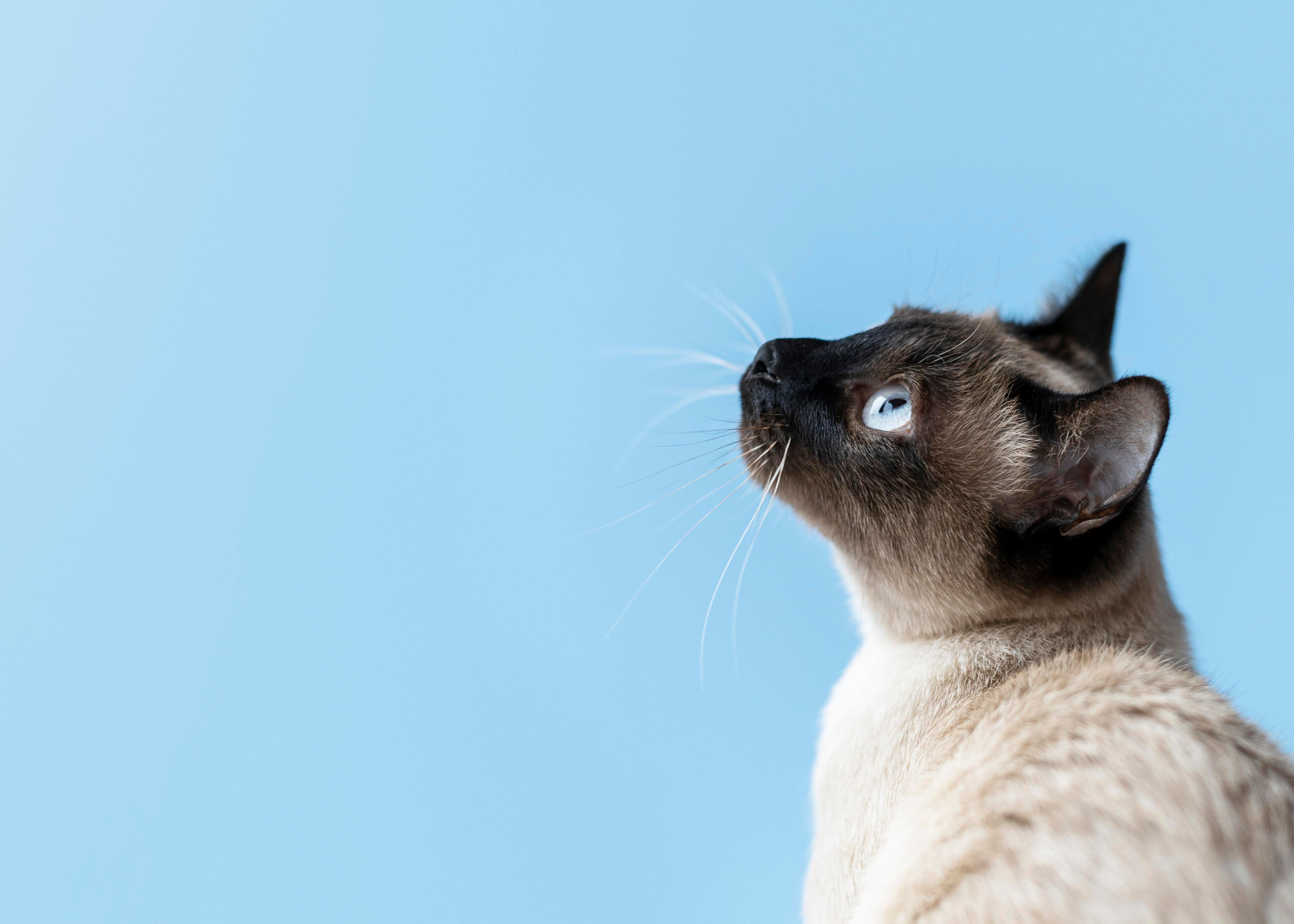 Bellus Clínica Veterinária